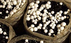 نخستین محصول تولیدی قارچ فنی حرفه‌ای بانوان میناب برداشت می‌شود